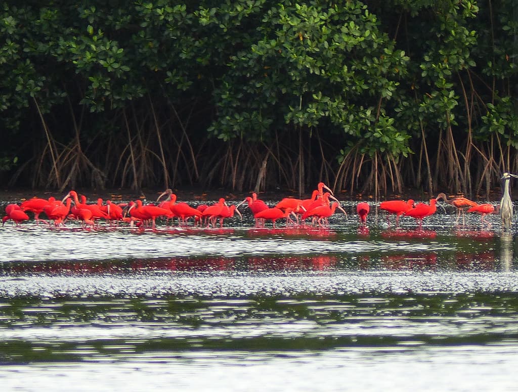 Kalpoo's Wildlife Tour